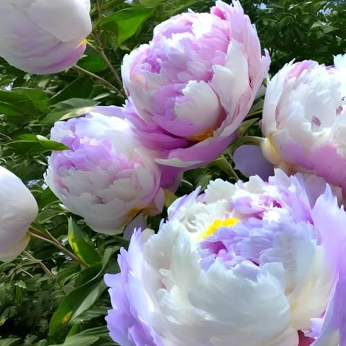 Peonias Cebollas - Comprar Tubos de peonias resistentes al invierno – peonias perennes Cebollas, Perfecto para plantar-1rizoma-B