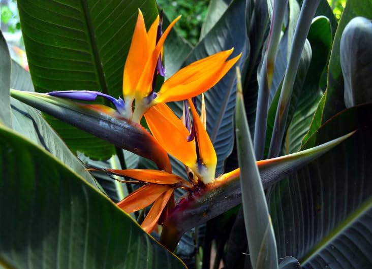 Orange Bird of Paradise Plants Live - Rare Exotic Tropical Indoor Houseplants in 3 Inch Pot, Strelitzia Reginae Housewarming Gift, Decoration for Home and Office by 3exoticgreen