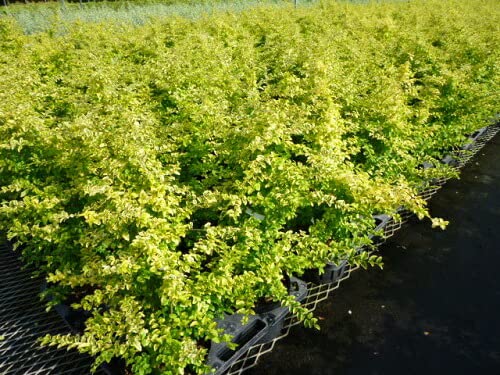 【玄人専用】 黎明の先 LemonLimeリキッド1.0ml H4CBH73 定期購入】FACE RICHセット（化粧水・美容液・クリーム）NMN