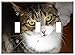 Switch Plate Triple Toggle - Cat Kitten Pet A Normal Cat Tabby Tomcat Charming