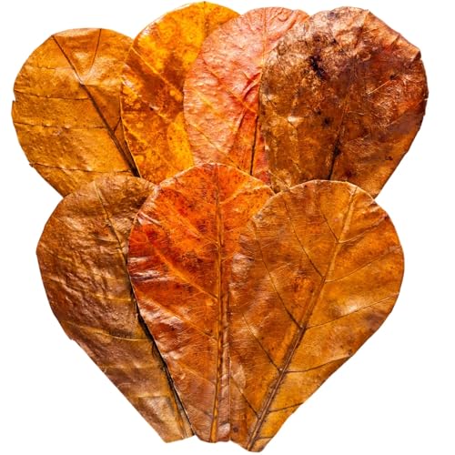 Image of 50 Pcs Indian Almond Catappa Leaves 6 inch for Axolotl Aquariums - Natural Leaf Litter, Aquarium Botanicals, Tank Accessories & Habitat Decor