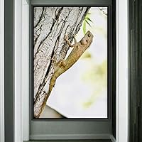 Framed Canvas Wall Art Reptile Contemporary Dramatic Hallway Iguana Multicolor Photography Reptiles - 16x24 inches
