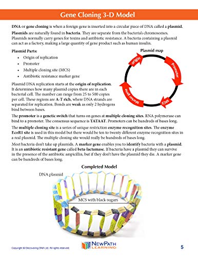 Image of NewPath Gene Cloning 3-D Paper Model Making Kit - Individual Student Edition (24-7724)