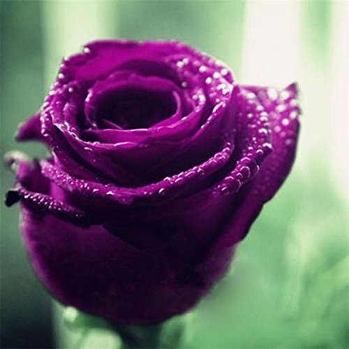 Futaba Purple Dwarf Rose Seeds - 50 Pcs (B07BJHFHS7) Amazon Price History, Amazon Price Tracker