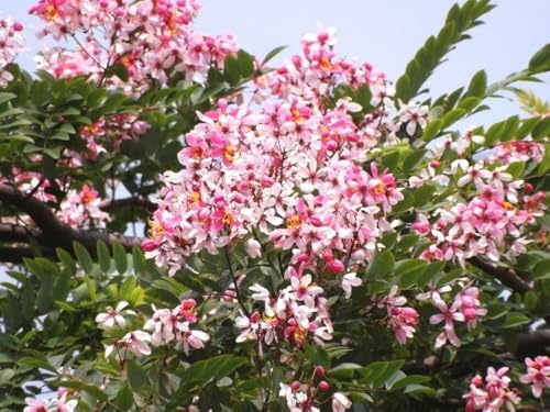 Image of Cassia Javanica Live Plant with Pot | Pink Shower Tree Flowering Plant | Java Cassia Live Tree Plant for Home Garden Balcony Terrace