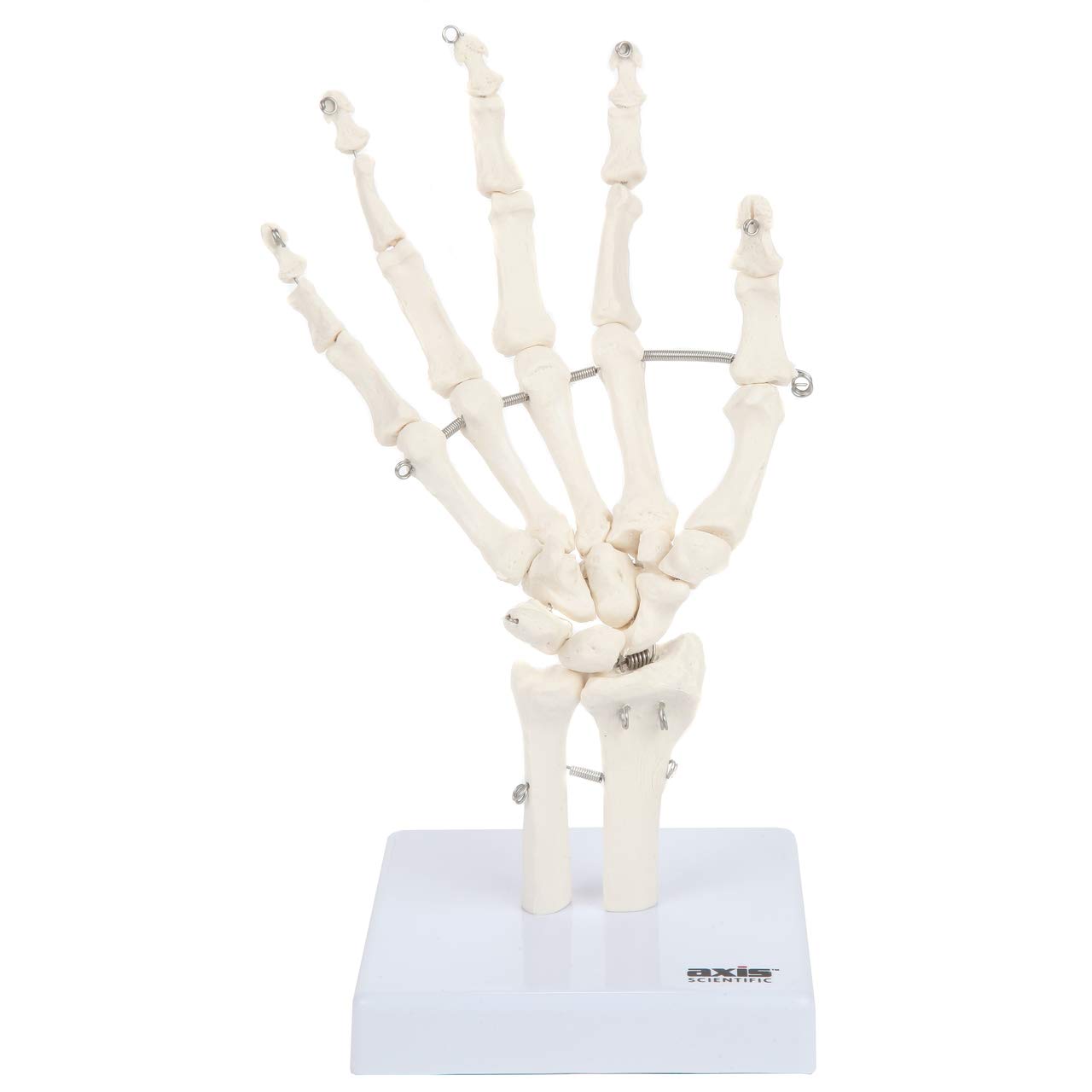Axis Scientific Hand Skeleton Including Ulna and Radius - Left