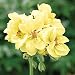 Rare Yellow Geranium Seeds Custard Cream Pelargonium Perennial Flower Seeds Bonsai Plant 10 Seeds