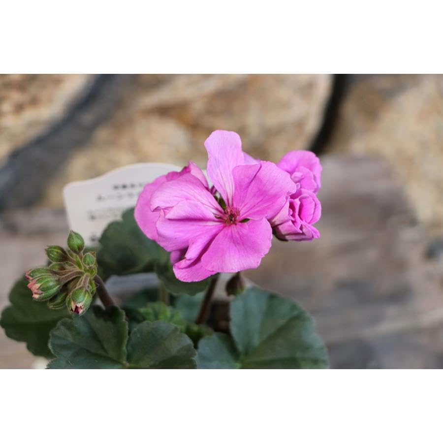 Amazon.co.jp: ゼラニウム ムーンライト ヴィオリーノ