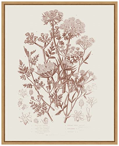 Amanti Art Framed Canvas Wall Art 20x16 Flowering Plants IV Brown by Wild Apple Portfolio, Framed Wall Art Canvas, Flowers Artwork, Modern Decor, Small Poster Painting for Living Room, Bedroom,
