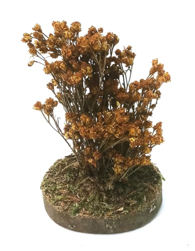 Miniaturenbau-Lewen Gelbe Strauch aus Naturmaterial. Höhe 5-6 cm. Pflanze für Weihnachtskrippen