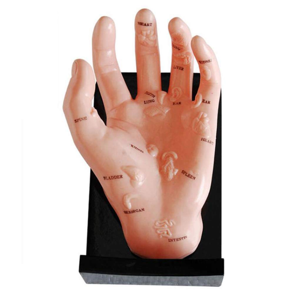 Modèle d'acupuncture de la main, modèle de point d'acupuncture de massage de la médecine chinoise de la main d'acupuncture médicale, pour apprendre l'acupuncture et les points d'acupuncture méridien