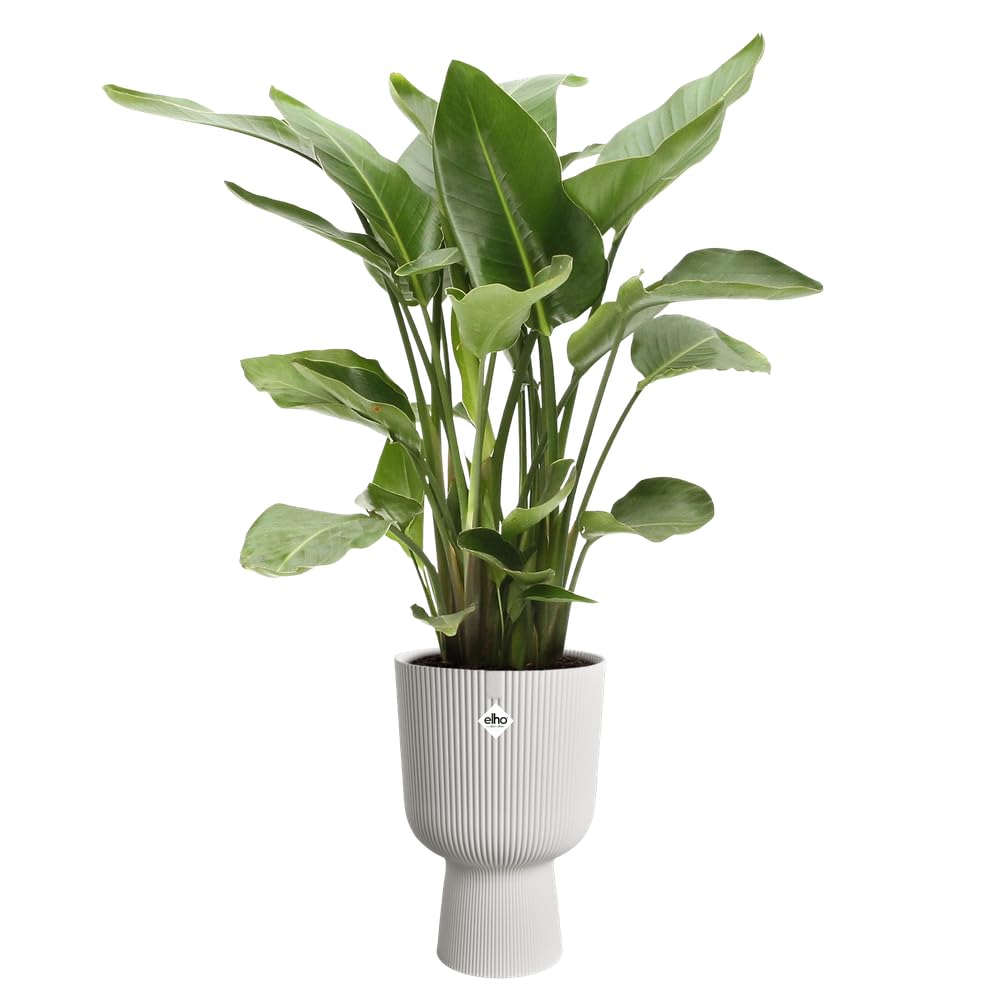 Elho vibes fold coupe 30cm vaso da fiori - Silky White | Ø 29.5 x Alt. 44.7 cm | Adatto per interni | Plastica riciclata al 100%