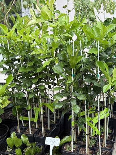 Thai Greenhouse Kaffir Lime Tree- Grafted Semi-Dwarf Kaffir Lime (Thai Ma-Grood) Thai Greenhouse Kaffir Lime Tree- Grafted Semi-Dwarf Kaffir Lime (Thai Ma-Grood)