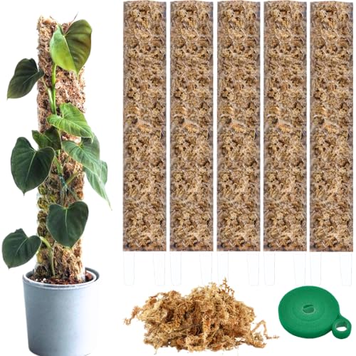 Tutor de Musgo para Monstera, Pothos, Trepaderas, Aroides, Trellis Soporte Plantas – Set 5 Totems de Musgo, Velcro, Musgo Sphagnum – Palos 35 x 6 cm