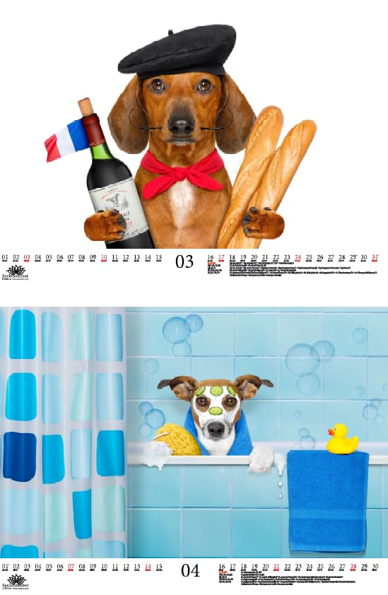 Tierzauber Funny Dogs DIN A3 Calendar for 2024 Dogs Puppies Seelenzauber, multicoloured - Image 3