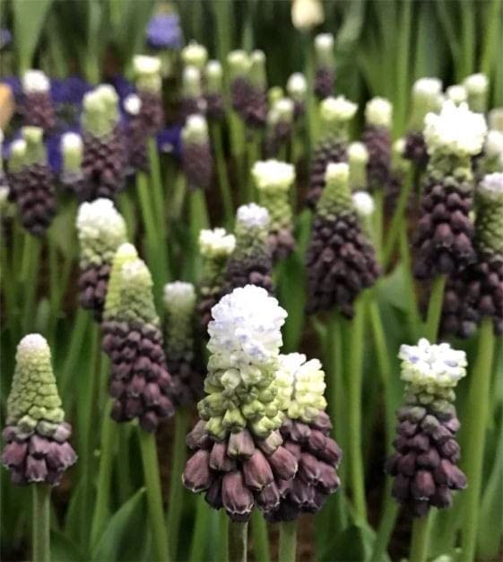 Radha Krishna Agriculture® mix colour Muscari, Muskari grape hyacinth flower bulbs Pack of 1-image-27