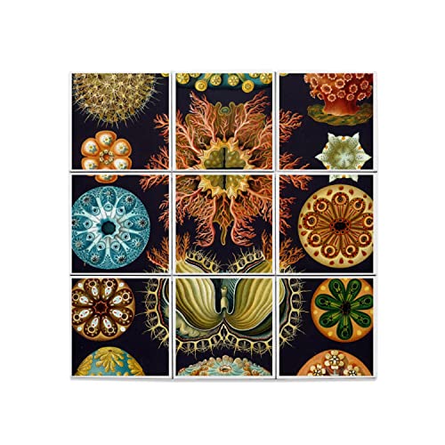 Carreaux céramique corail 20x20cm lot de 9 pour fresque murale