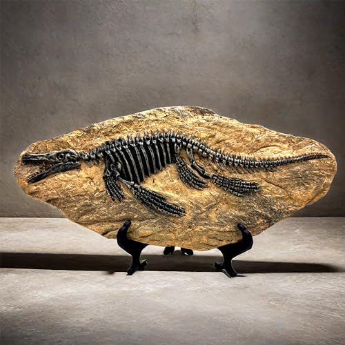Mosasaurus dinosaure fossil model squelette simulé résine - 3