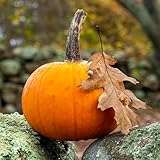 David's Garden Seeds Pumpkin New England Pie 25 Non-GMO, Heirloom Seeds