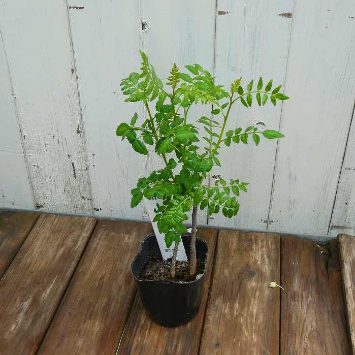Amazon.co.jp: 山椒 苗 葉山椒 3号 2本植え ハザンショウ ハーブ 野菜