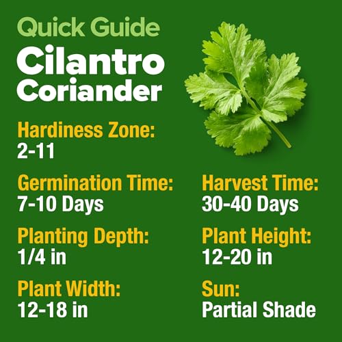 Image of HOME GROWN Non GMO 500+ Cilantro Seeds for Planting Indoors or Outdoors - Heirloom Coriander Seeds, Grow Your Own Cilantro Plant - Culinary Herb Seeds for Your Herb Garden