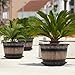 Quarut Large Plastic 3 Pack16 inch Plant Pots,Whiskey Barrel Planters with Drainage Holes & Saucer.Flower Pots Imitation Wine Barrel Design for Indoor & Outdoor Garden Balcony Plants.7 Gallons(Brown)