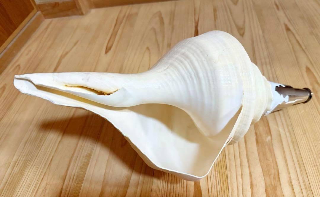 特大44㎝アラフラオオニシ法螺貝 ほら貝 ホラガイ爆音です(^.^) 特大44 特大44㎝アラフラオオニシ法螺貝 ほら貝 ホラガイ爆音です(^.^) 特大44