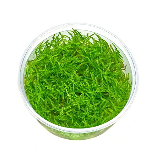 Vesicularia montagnei 'Mini' - Christmas Moos 'Mini' in vitro XL -...