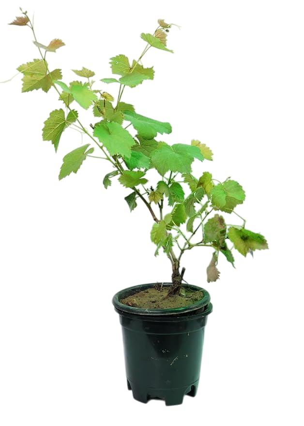Image of Black Grapes Fruit Live Plant | Outdoor Climbing Vine Plant for Garden & Farm | Fast Growing Seasonal Fruiting Grape Plant - Pack of 1
