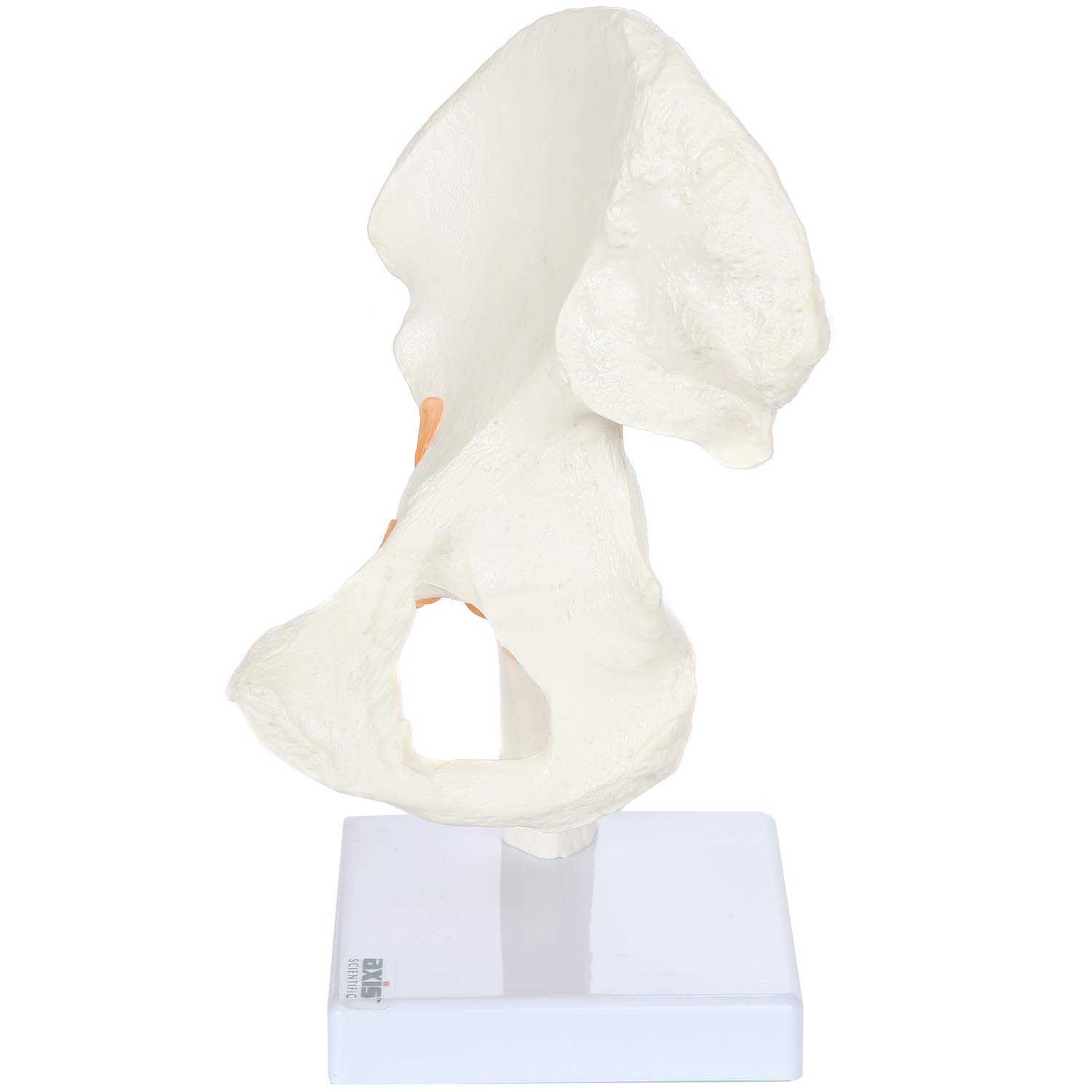 Axis Scientific Life Size Hip Bone Model Premium Hip Joint Model With