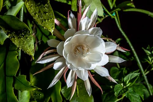 Image of Brahma Kamal Plant Original White Plant Special Variety Height 0.5 To 1 Feet (flower After 6 Months) Night Queen Flower Tree Pack Of 1 Live Flower Plant For Home Garden