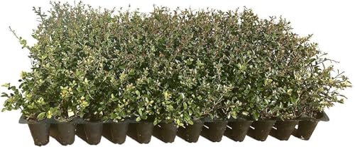 Dwarf Yaupon Holly Ilex Schilling Stokes 3 Live Plants
