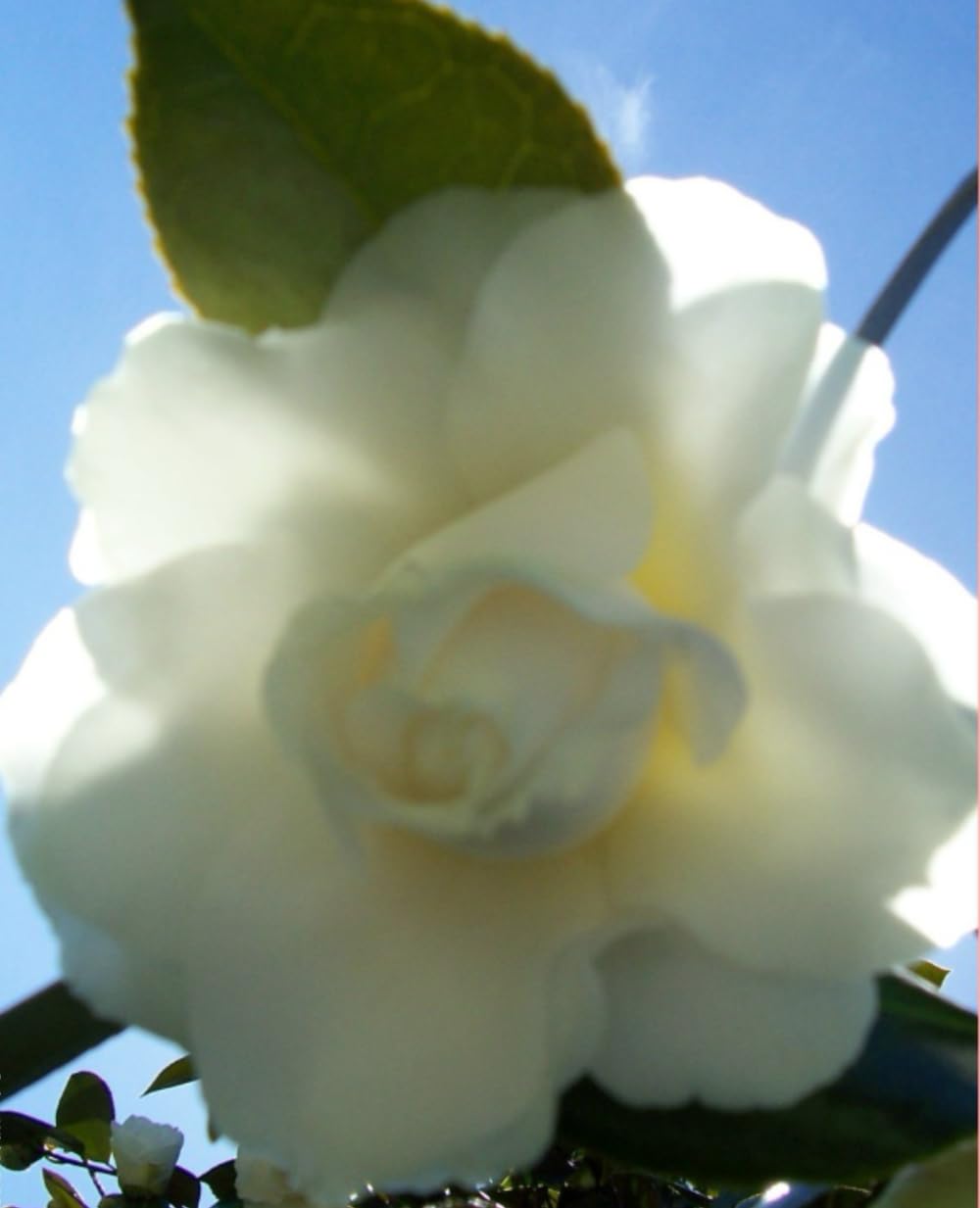 Magnolia Journal 7.5 x 9.25