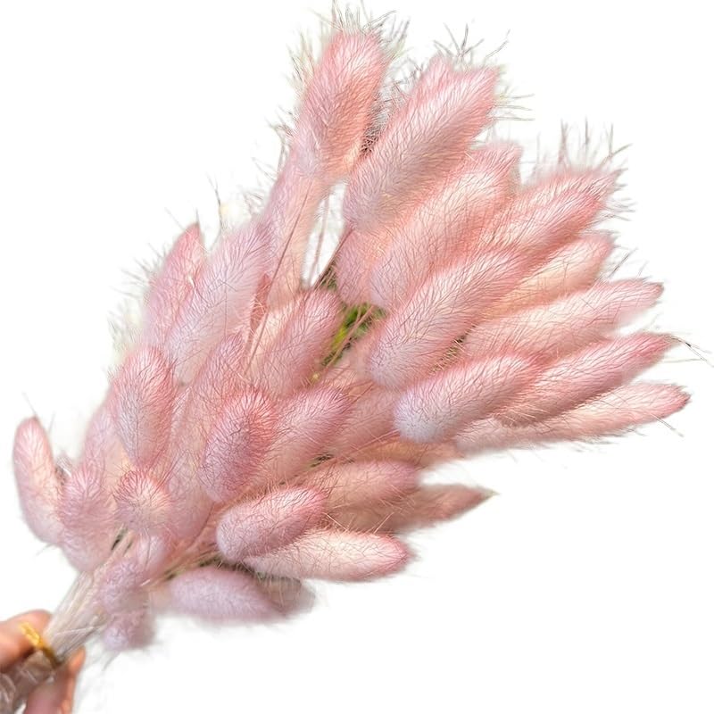Pampas Grass Large Gradual Color Change Bunny Rabbit Tail Grass miniatura 5