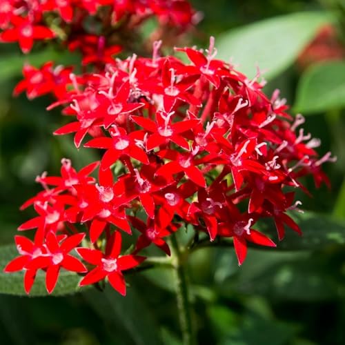 Pentas Lanceolata Ruby Glow Live Plants | Pack of 2 (Two) | 5-9' Tall | Egyptian Starcluster | Brilliant Red Flowers with White Eyes | Tall-Growing Outdoor Butterfly Magnet