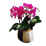 ミニ胡蝶蘭 ギフト モノトリコ5.5号鉢 3本立 お花 プレゼント お祝い 開店祝い 贈り物