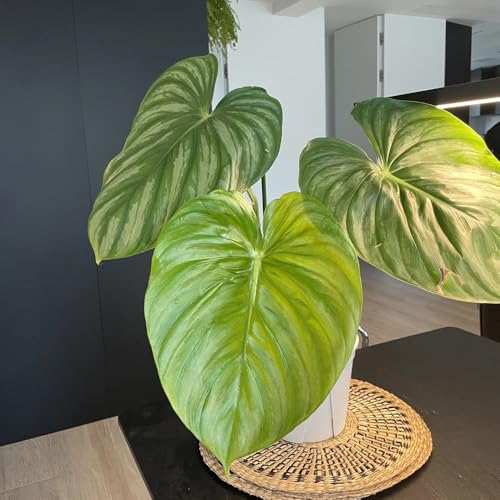 semillas de plantas de filodendro, plantas, plantas para jardin Semillas de cobertura del suelo, semillas resistentes y orgánicas. Árbol bonsái, plantas que cubren el suelo 30pcs