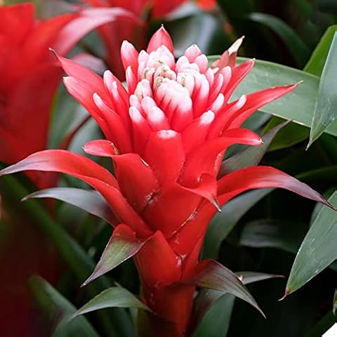 Bromélia Guzmania Hope - GardenersDream Cover