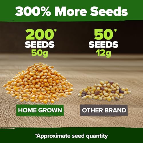 Image of HOME GROWN Golden Bantam Sweet Corn Seeds 200+ Heirloom Non-GMO Seeds for Planting, High Germination, Yellow Kernel Corn on the Cob, Early Summer Harvest, Easy to Grow Home Garden Crop (Zea mays)