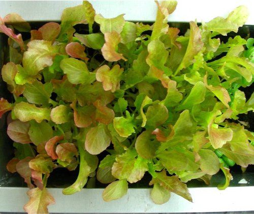 Red Salad Bowl Lettuce Seeds- Heirloom- 1,000+ Seeds by Ohio Heirloom Seeds