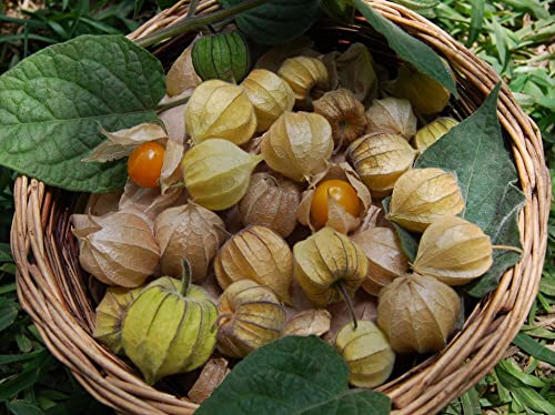 100-Pineapple Tomatillo Seeds（Physalis Peruviana L.） - Open-Pollinated #TOP1