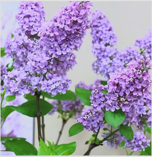 Old Fashioned Lilac Bushes 2 Pack