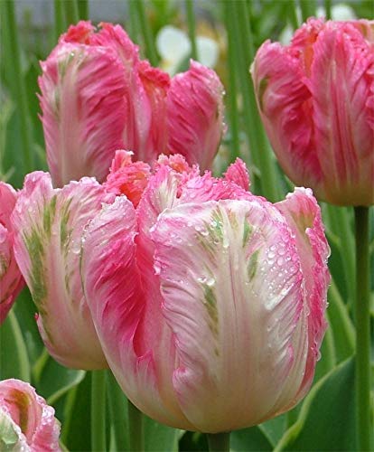10 Pre-Chilled Pink Vision Parrot Tulip Bulbs - Ready to Bloom!