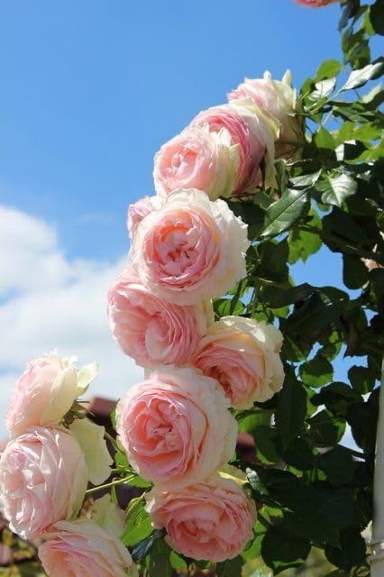 XXC-Multicolor Rose Gulab Flower Seeds-15 SEEDS-GS-499 : Amazon.in