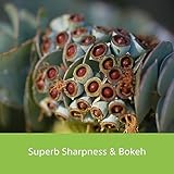 Sony 70-200mm f/4 G OSS II E-Mount Full-Frame Telephoto Zoom Lens – Ideal for Travel, Portraiture, and Outdoor Shooting - Image 7