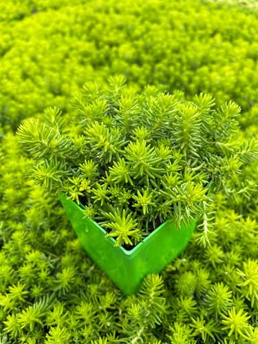 Sedum r. ‘Prima Angelina’ (Stonecrop)