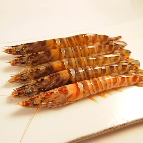 築地魚群 活け車海老 国産 500g