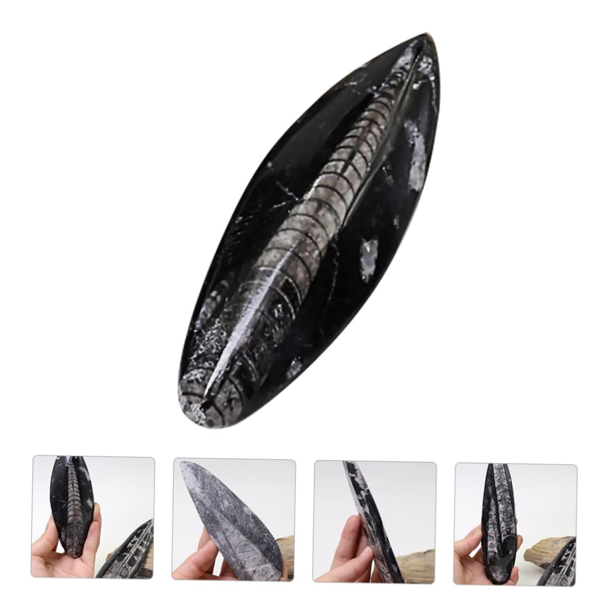 Muestra Fósil de Orthoceras Negro Mineral para Enseñanza