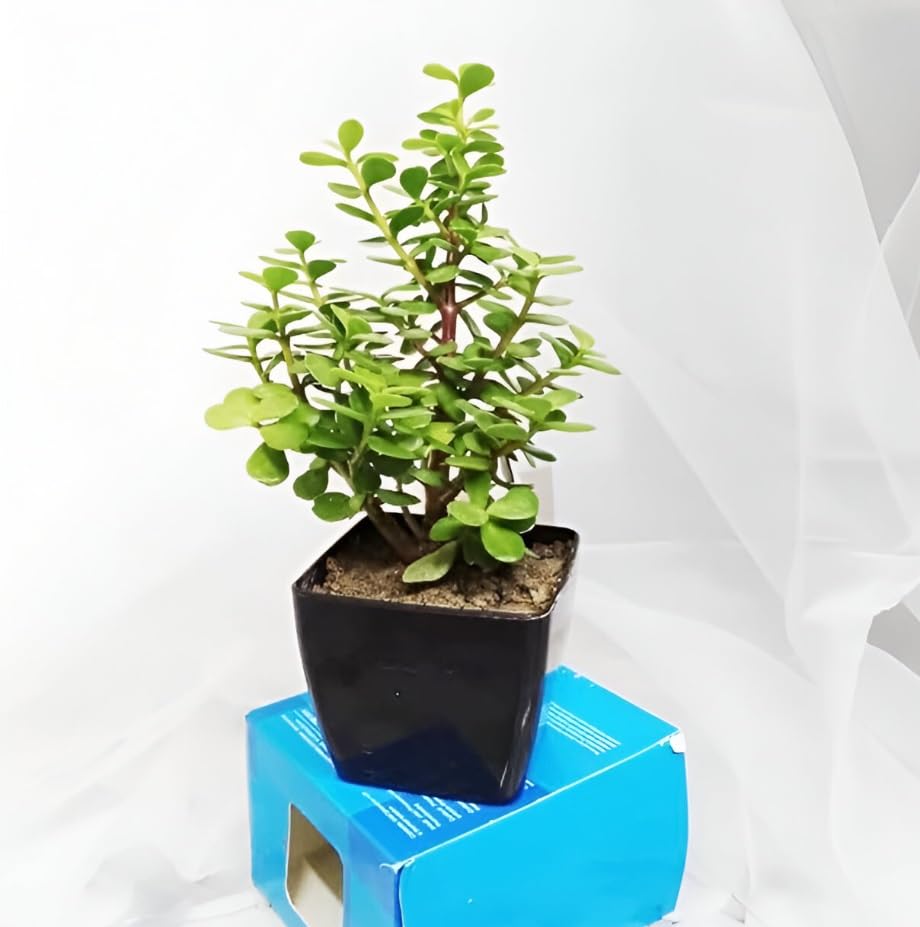 Green view®Jade Plant for Home Indoor Outdoor Living Room Office