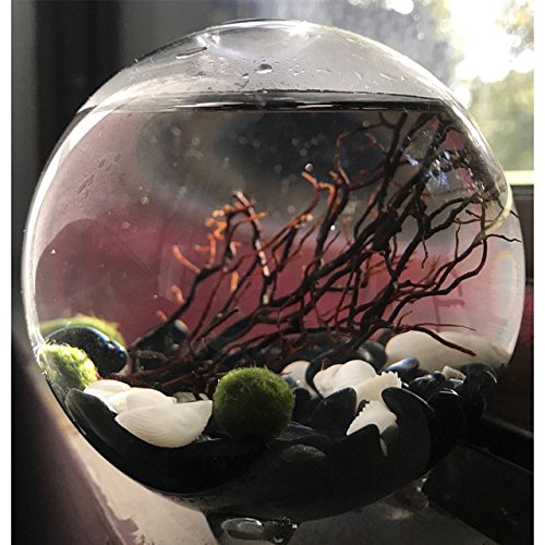 Marimo : 7 choses à savoir sur la plante aquatique japonaise